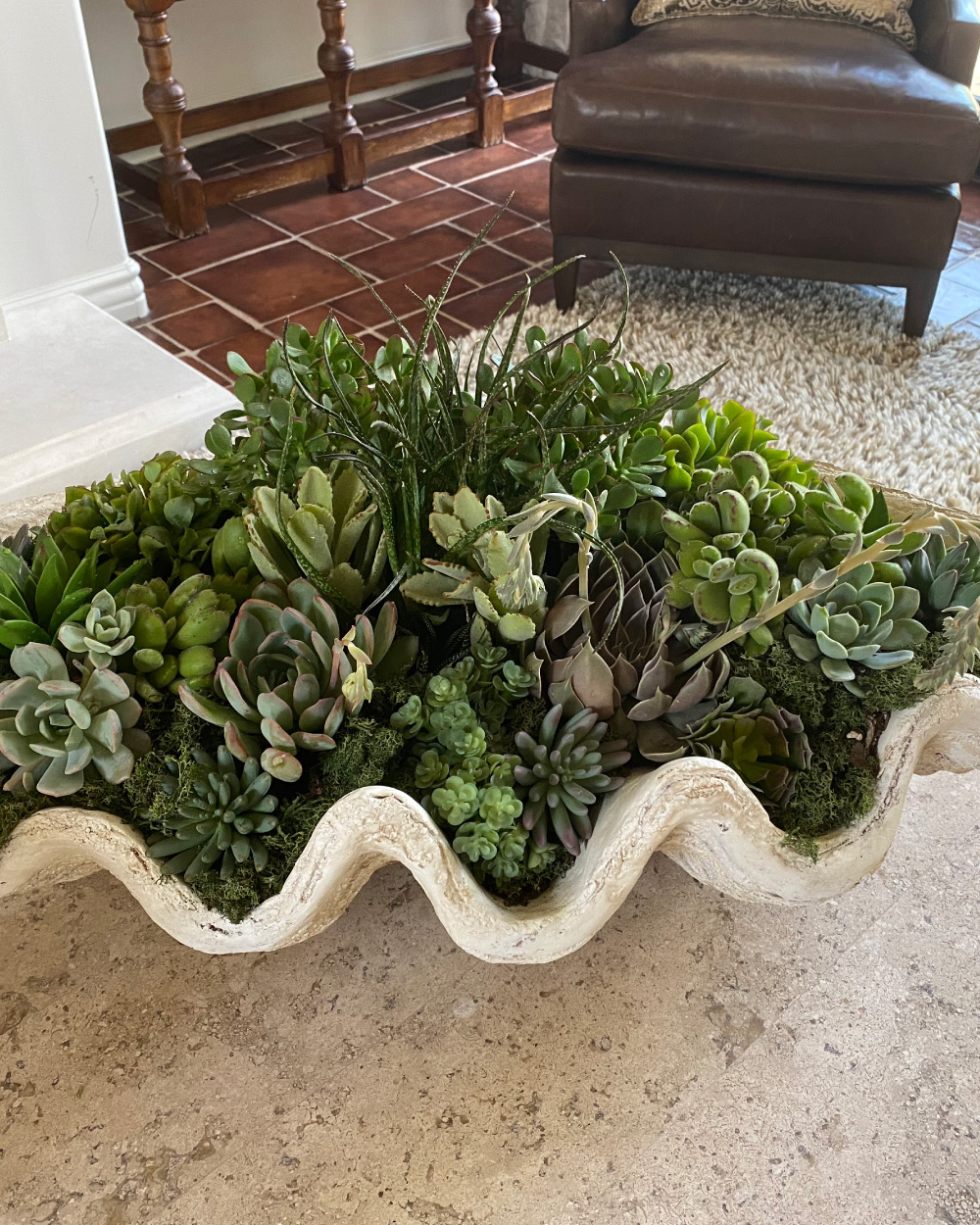 Succulents in clam shell shaped planter
