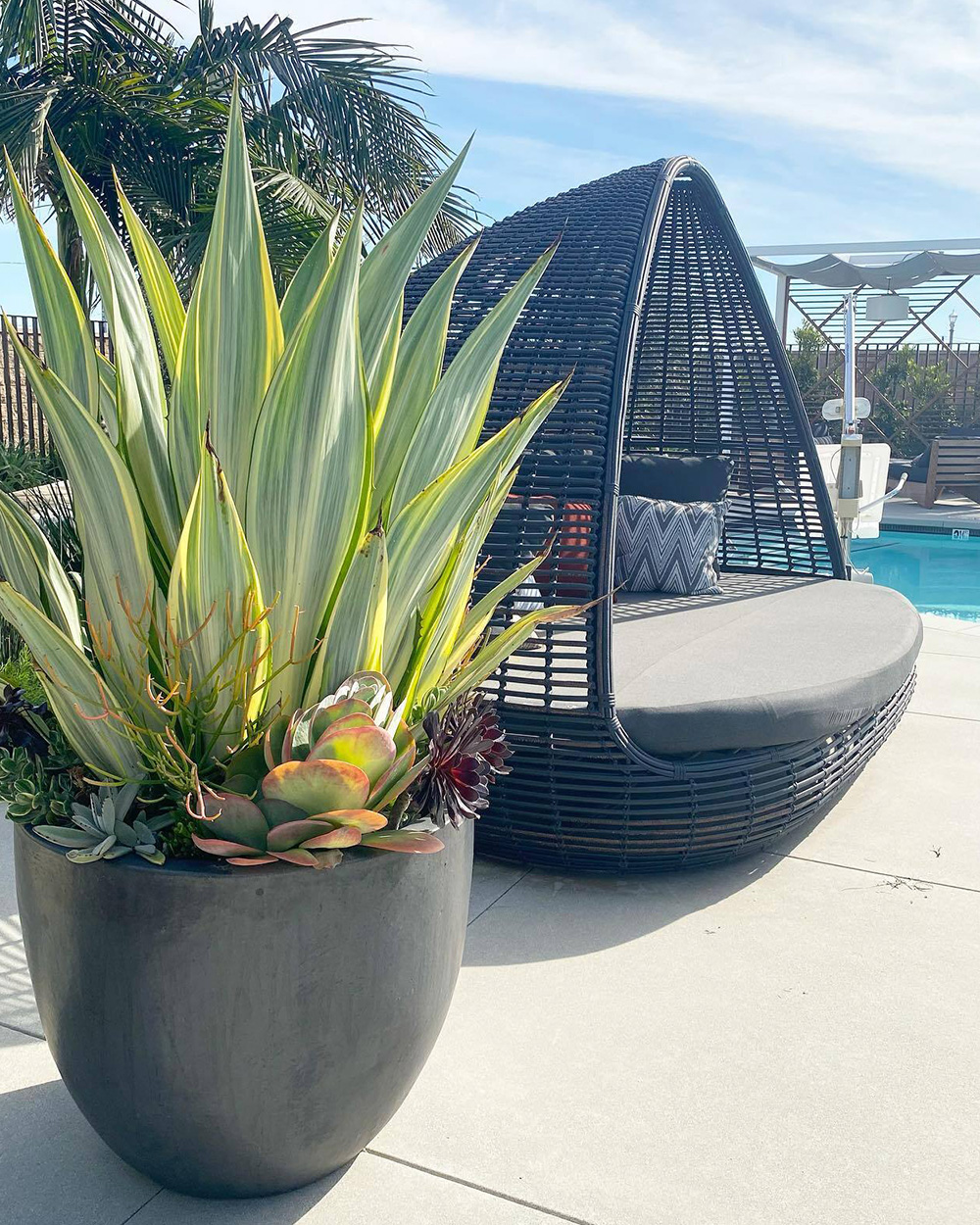 Succulents and poolside furniture