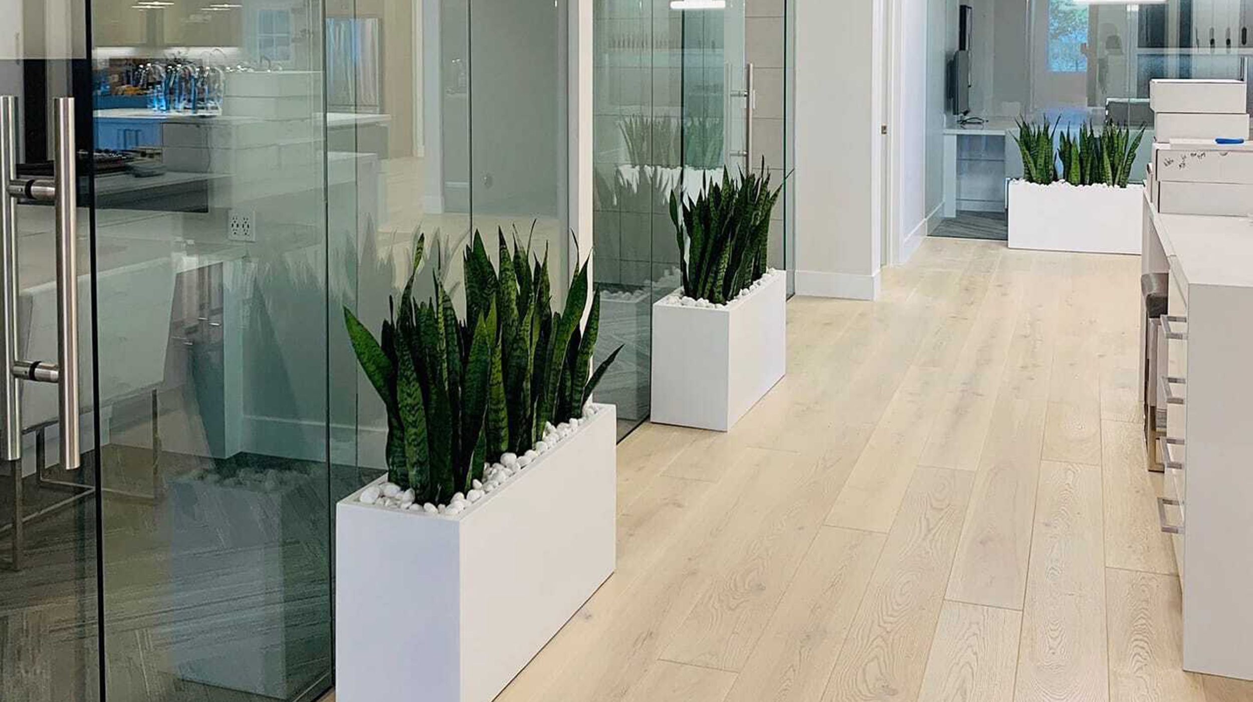 Potted plants line an office hallway