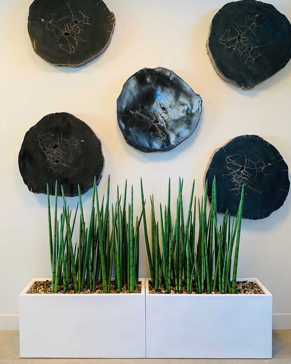 horsetail plant in white pots with art above