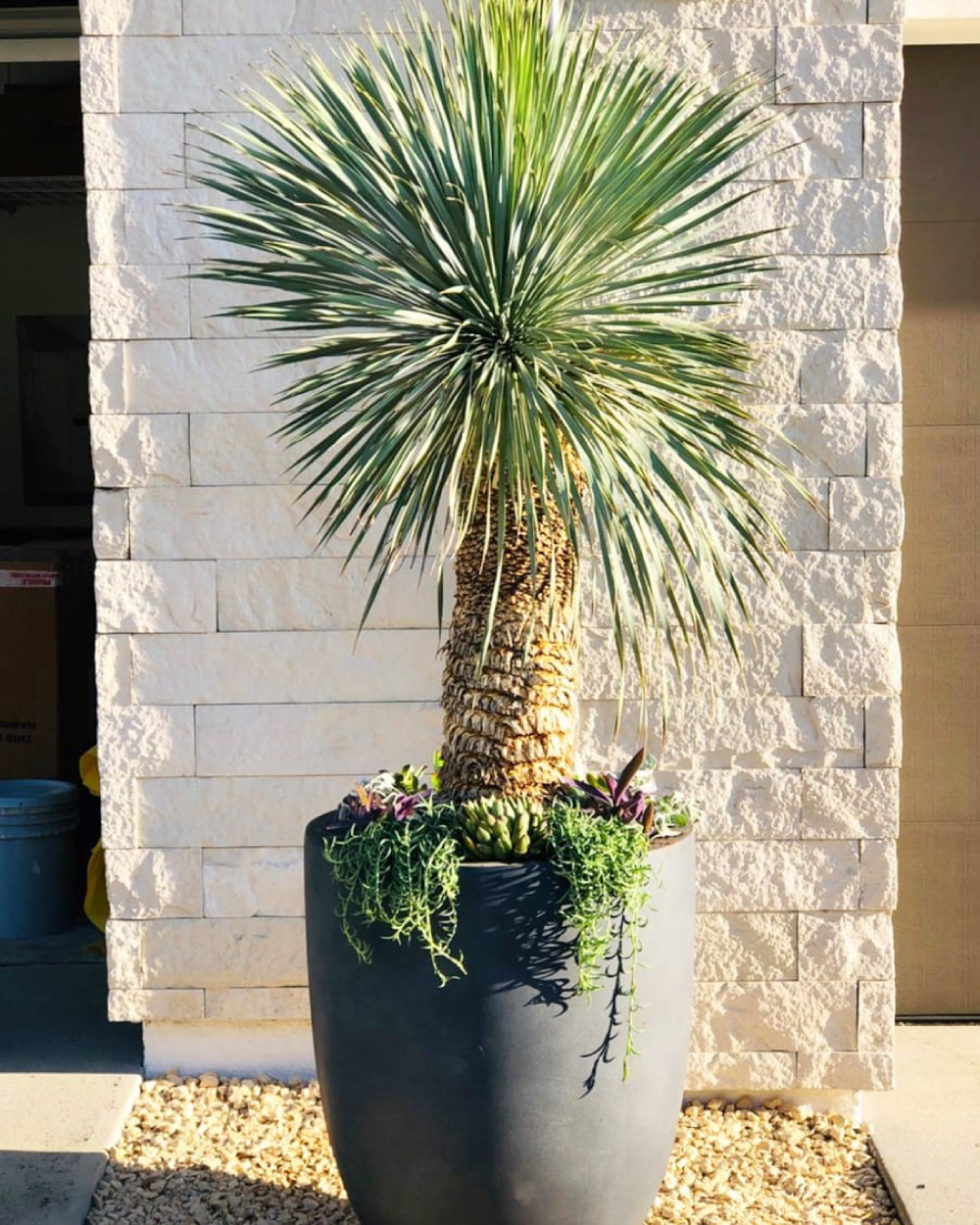 Yucca plant in pot against stone wall